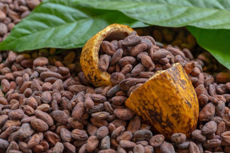 Costa Rica Chocolate Tour