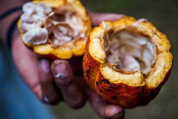 Costa Rica Chocolate History​