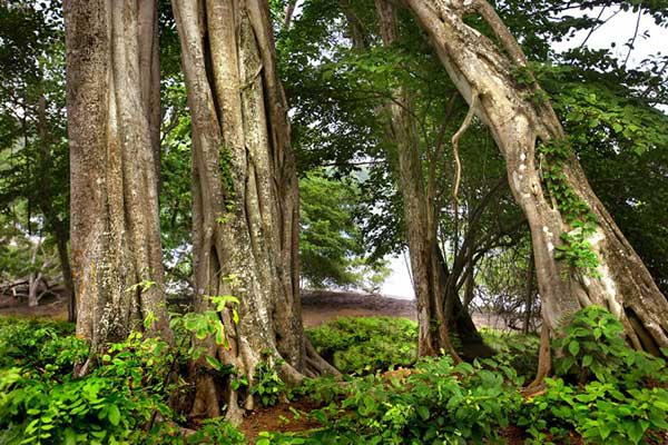 Flora Fauna Guanacaste